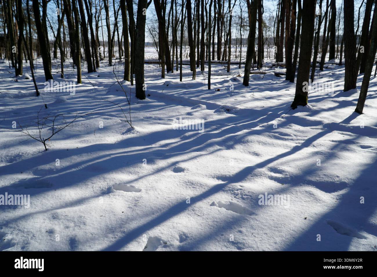 Ombre blu sul fondo innevato della foresta Foto Stock