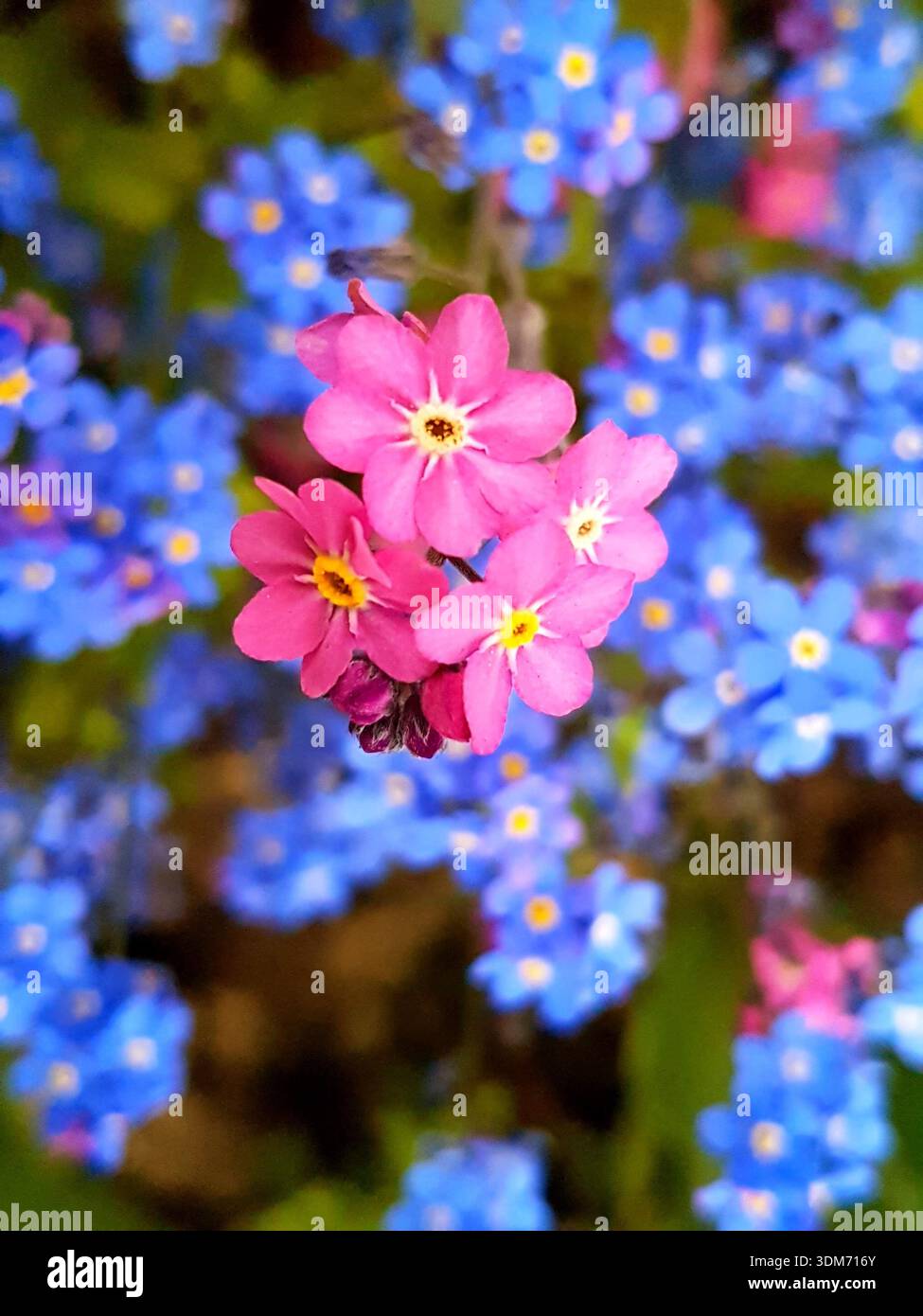Bellissimo primo piano di delicati "dimentica i nodi" rosa circondati da "dimentica i nodi" blu tenue, creando un piacevole e delicato contrasto di colore Foto Stock