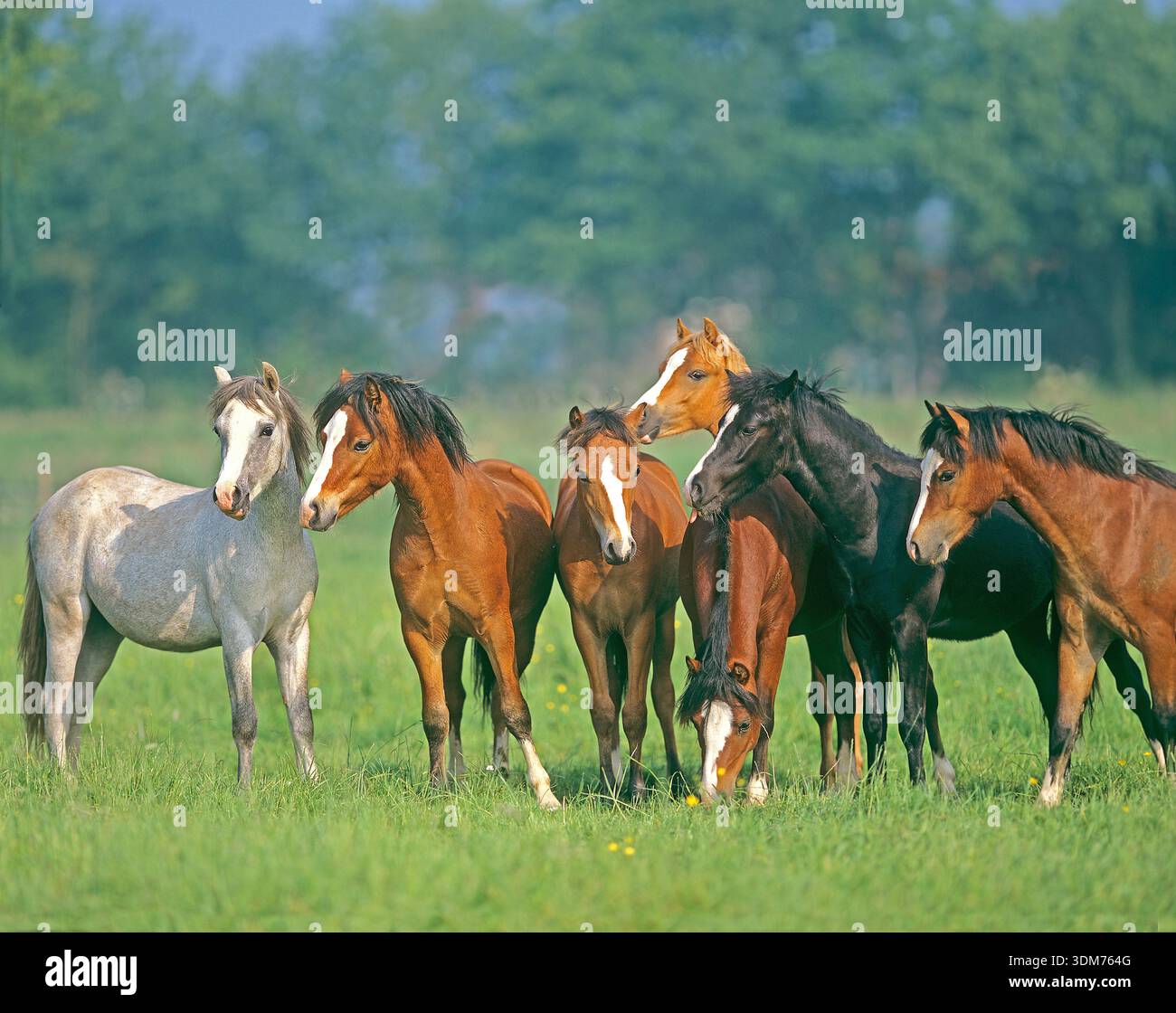 Welsh Mountain Pony, Welsh B. sette cavalli di diversi colori si stagliano in un pascolo. Paesi Bassi Foto Stock