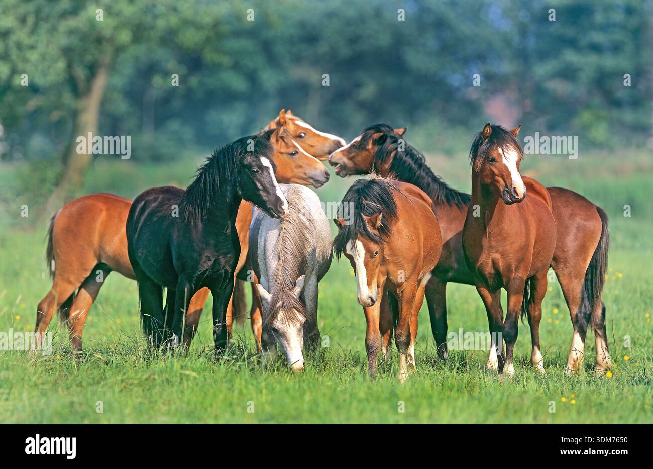 Gallese Mountain Pony, gallese B. sette cavalli in diversi colori si incontrano in un pascolo, saluto e litigi. Paesi Bassi Foto Stock
