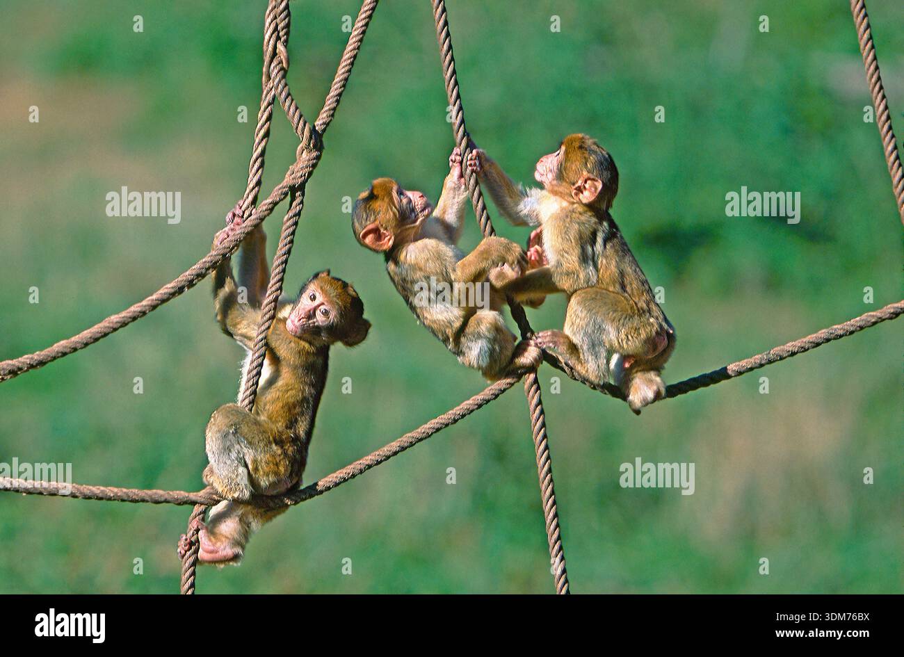 Barbary Macaque (Macaca sylvanus). Tre giovani che arrampicano sulle corde. Germania Foto Stock