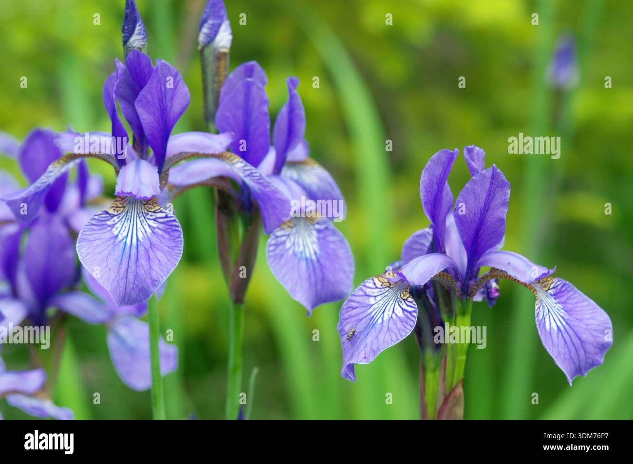 Siberian Iris (Iris sibirica), fioritura Foto Stock