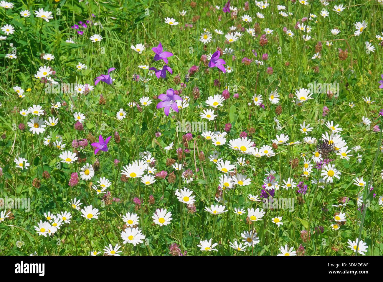 Prato con fiori selvatici: Margherite lunari (Leucanthemum vulgare) e fiori di campanello (Campanula patula). Tirolo, Austria Foto Stock