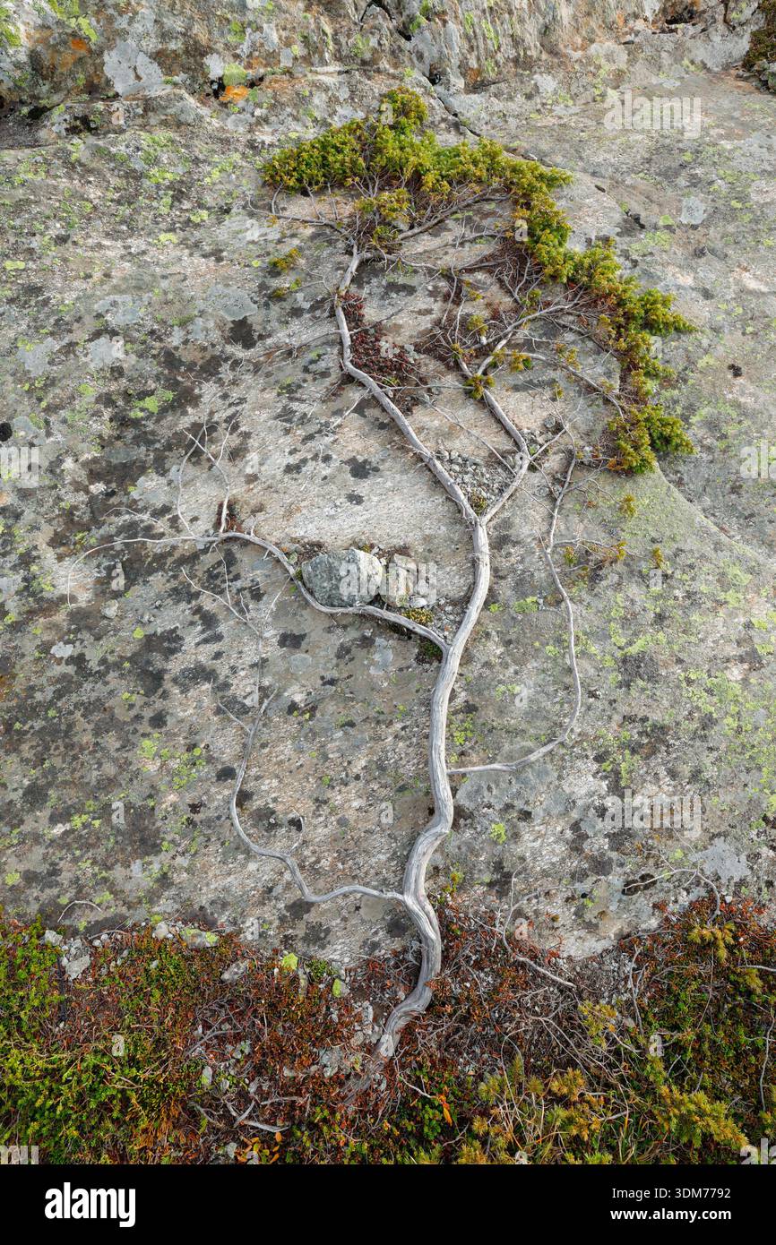 Forma di albero fatta di radici e muschio su roccia grigia, Alpi svizzere. Foto Stock