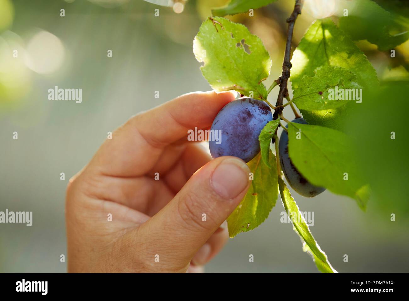 Prugna (Prunus domestica). La frutta viene raccolta. Germania Foto Stock