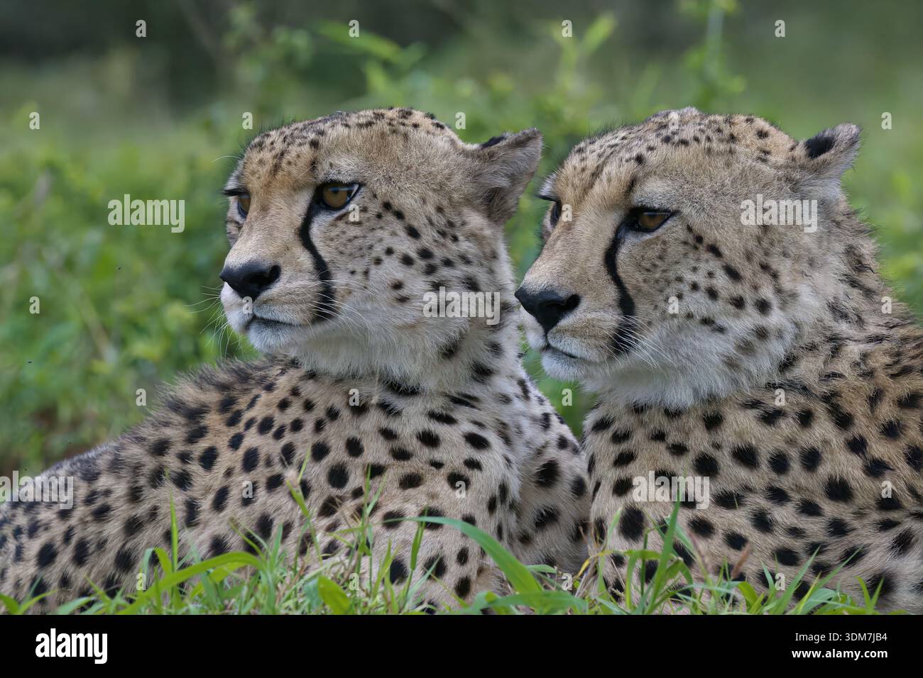 Due giovani ghepardi dell'Africa sudorientale (Acinonyx jubatus jubatus) che giacciono in erba, provincia di KwaZulu Natal, Sudafrica Foto Stock