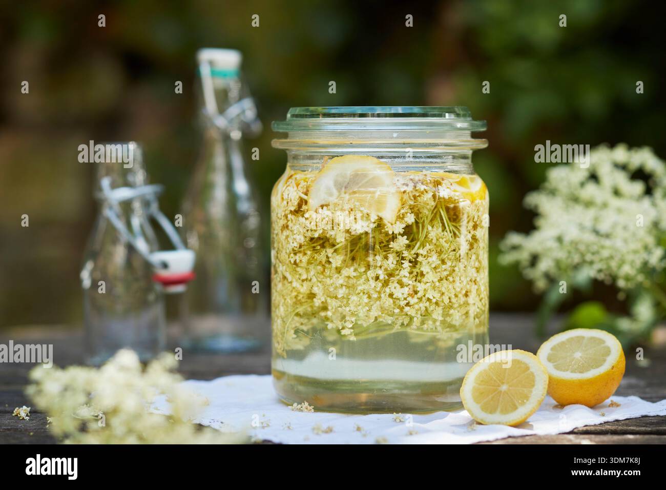 Sambuco nero, sambuco (Sambucus nigra). Come preparare lo sciroppo di Elderflower. Germania Foto Stock