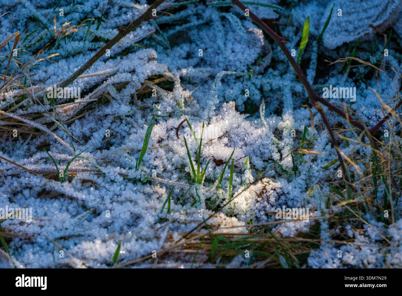 Delicati cristalli di ghiaccio coprono le lame dell'erba e i rifiuti di foglie sul fondo della foresta. La fredda luce del mattino mette in risalto le texture ghiacciate e i raffinati dettagli invernali. Foto Stock