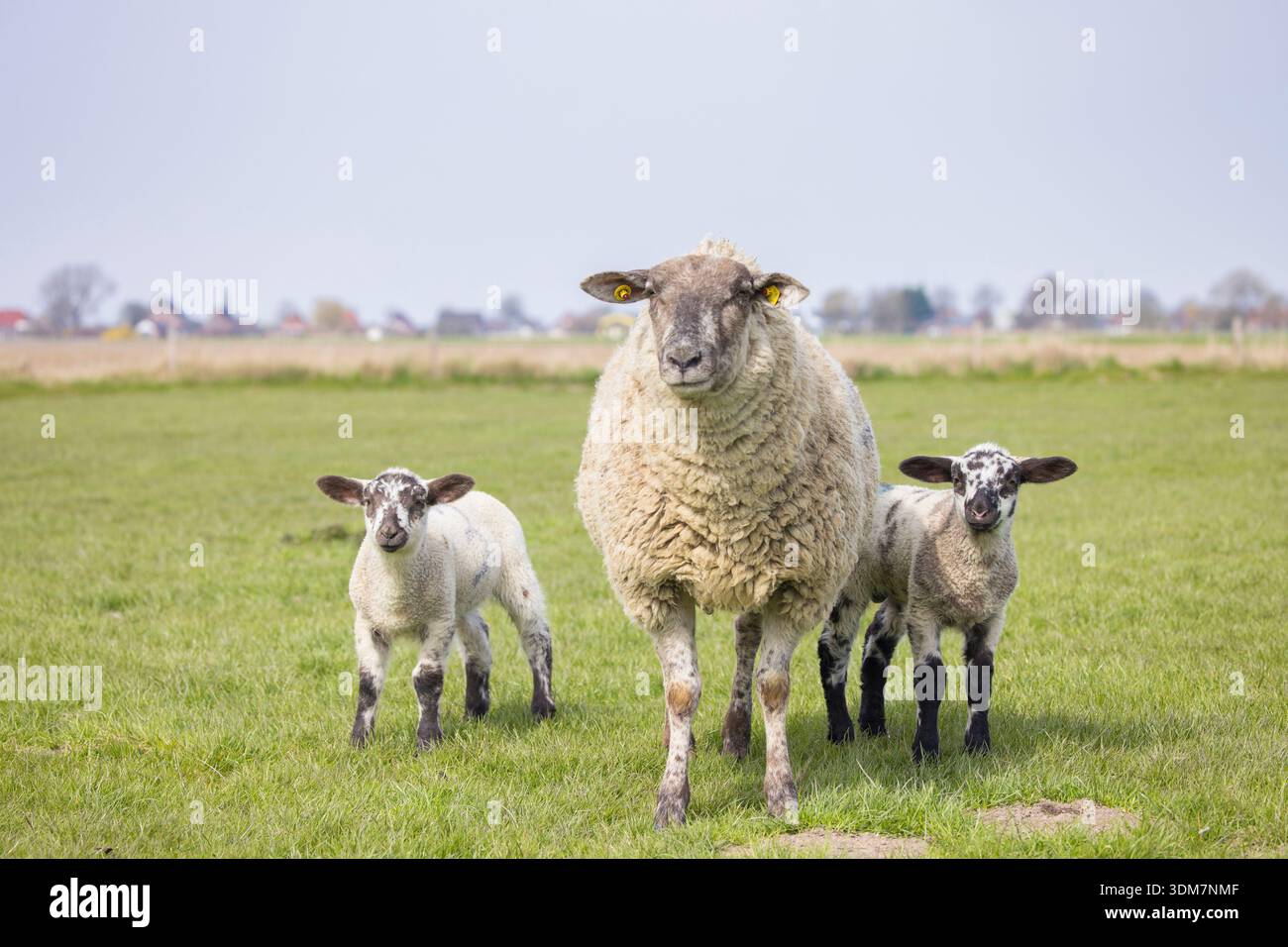 Gli animali domestici delle specie ovina (Ovies ammon aries). Pecora e due agnelli su un prato Foto Stock