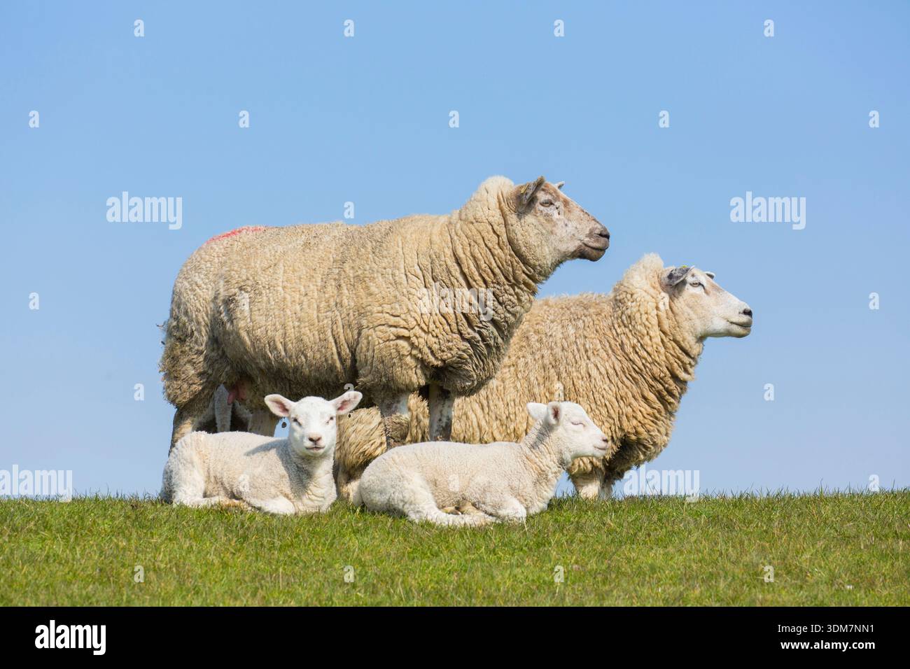 Pecore domestiche (Ovies ammon aries). Pecore e agnelli su un prato. Germania Foto Stock