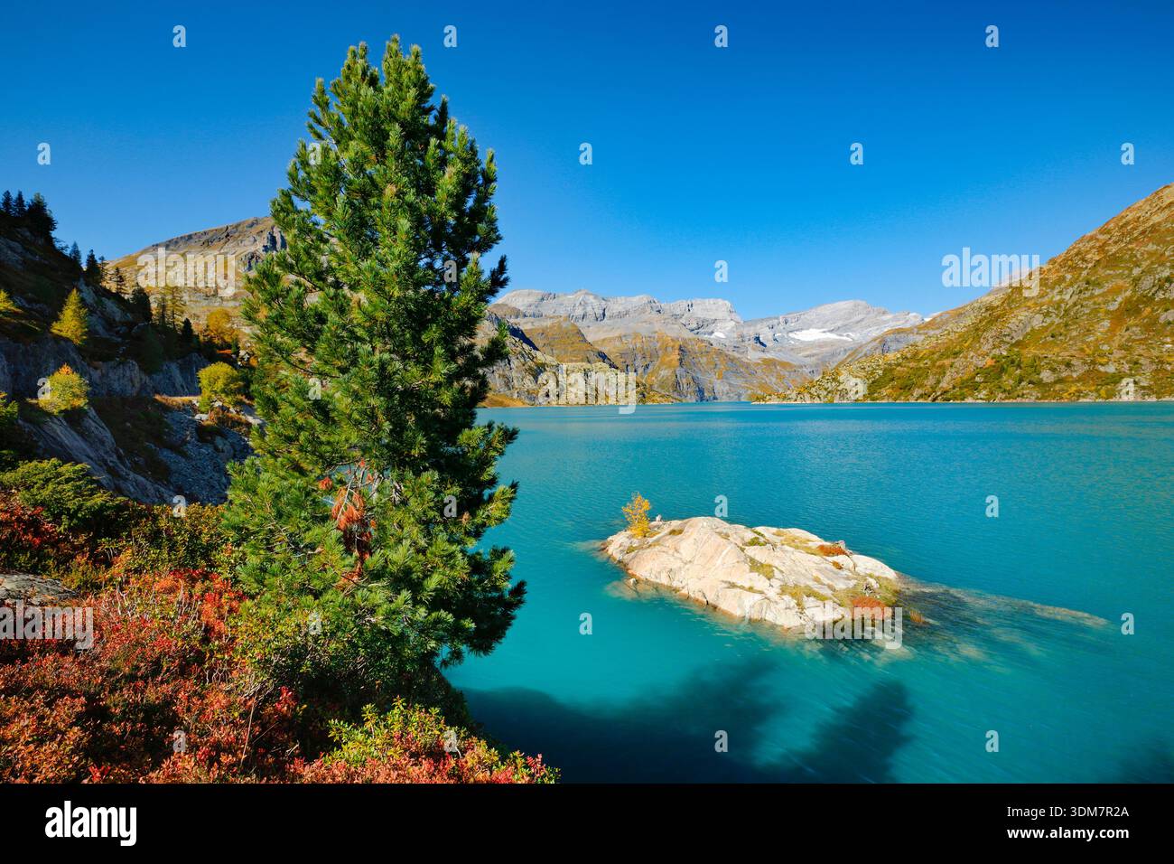 Pino svizzero a Lac d'Emosson, nelle montagne del Vallese, Svizzera Foto Stock