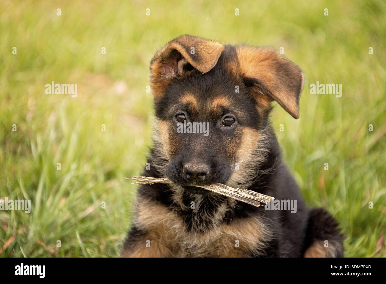 Pastore tedesco. Ritratto di un cucciolo. Germania Foto Stock