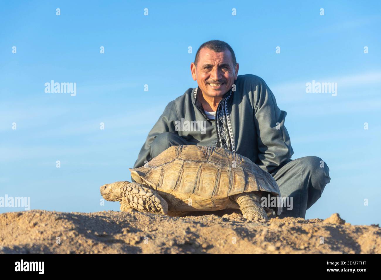 Tartaruga greca (Testudo graeca) nel deserto, con un uomo. Egitto Foto Stock