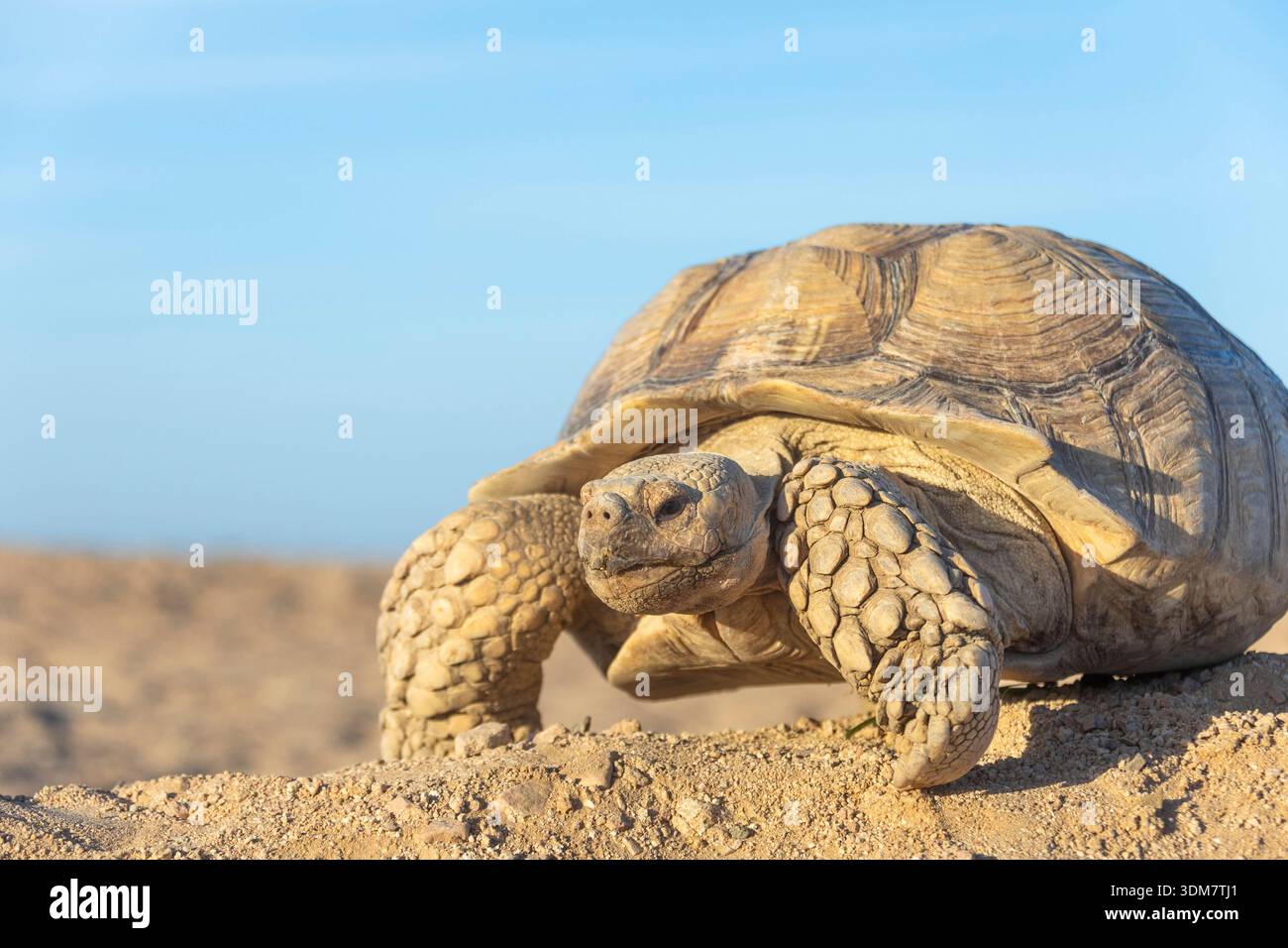 Tartaruga greca (Testudo graeca) nel deserto, Egitto Foto Stock