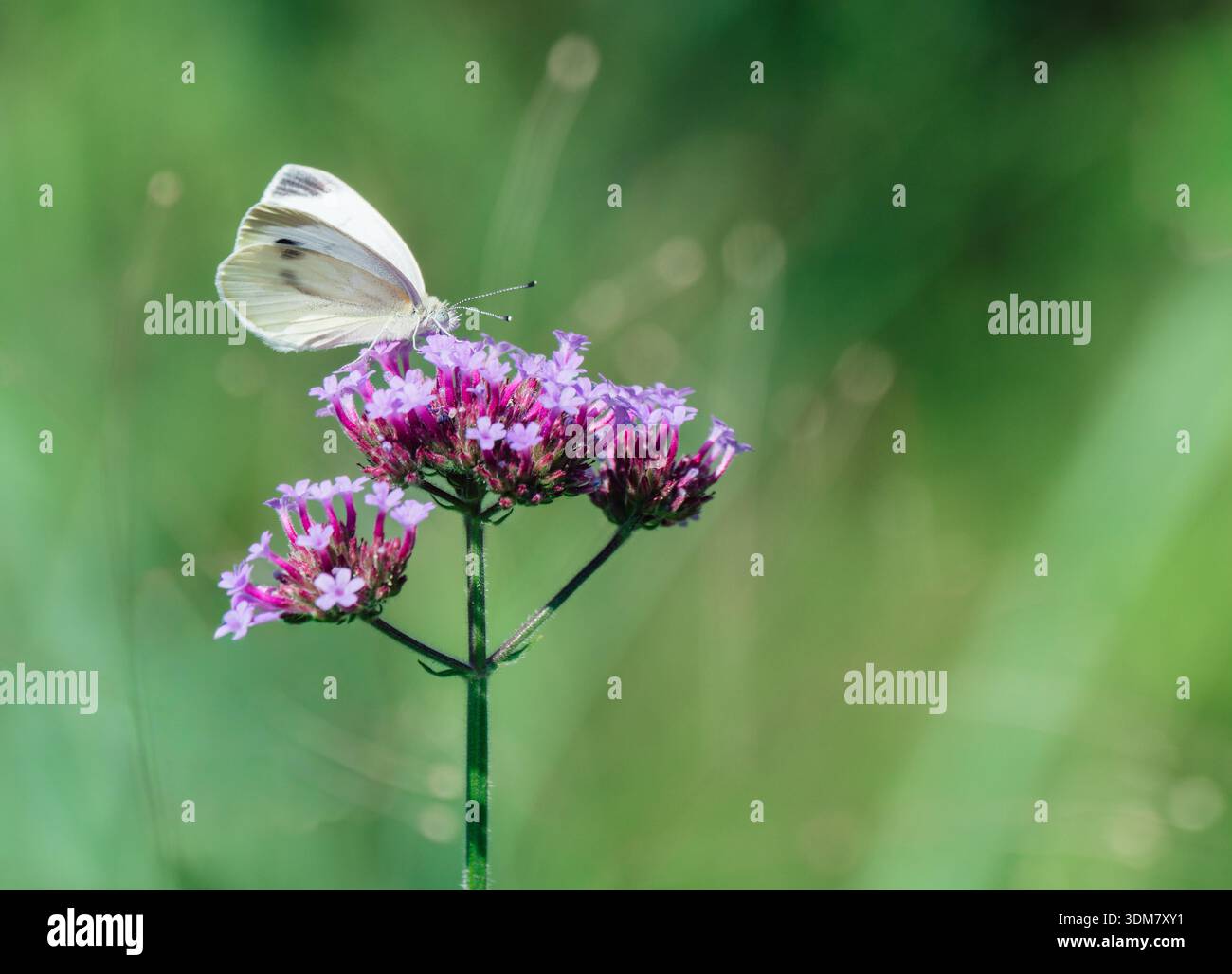 Farfalla bianca su fiore viola con sfondo verde tenue Foto Stock