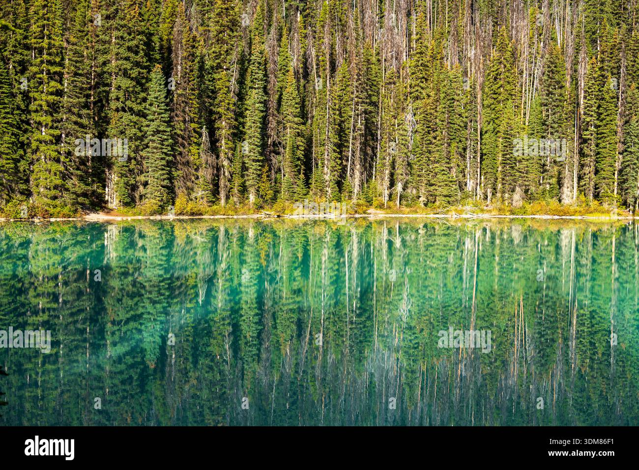 Emerald Lake, situato nel Parco Nazionale di Yoho, British Columbia, rinomato per le sue vibranti acque glaciali color turchese, circondato dalla Rocky M Foto Stock