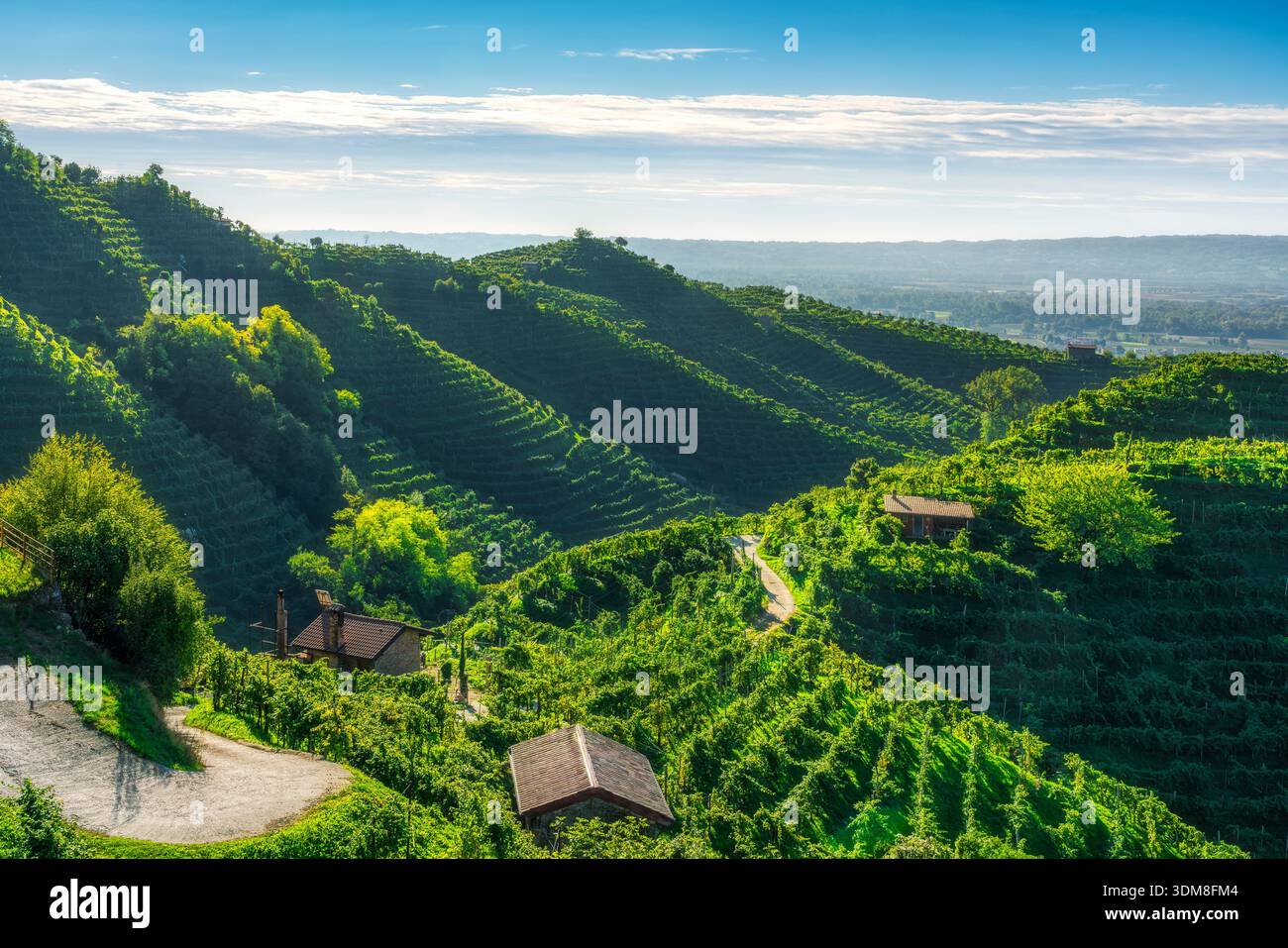 Vista panoramica delle ripide colline ricoperte da vigneti di Prosecco con case rurali e una strada tortuosa. Sito patrimonio dell'umanità dell'UNESCO a Valdobbiadene, Italia Foto Stock