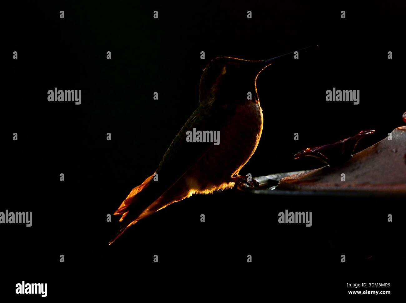 Un'immagine serale retroilluminata di un colibrì di Anna (Calypte anna); appollaiato su un alimentatore di acqua zuccherata Foto Stock