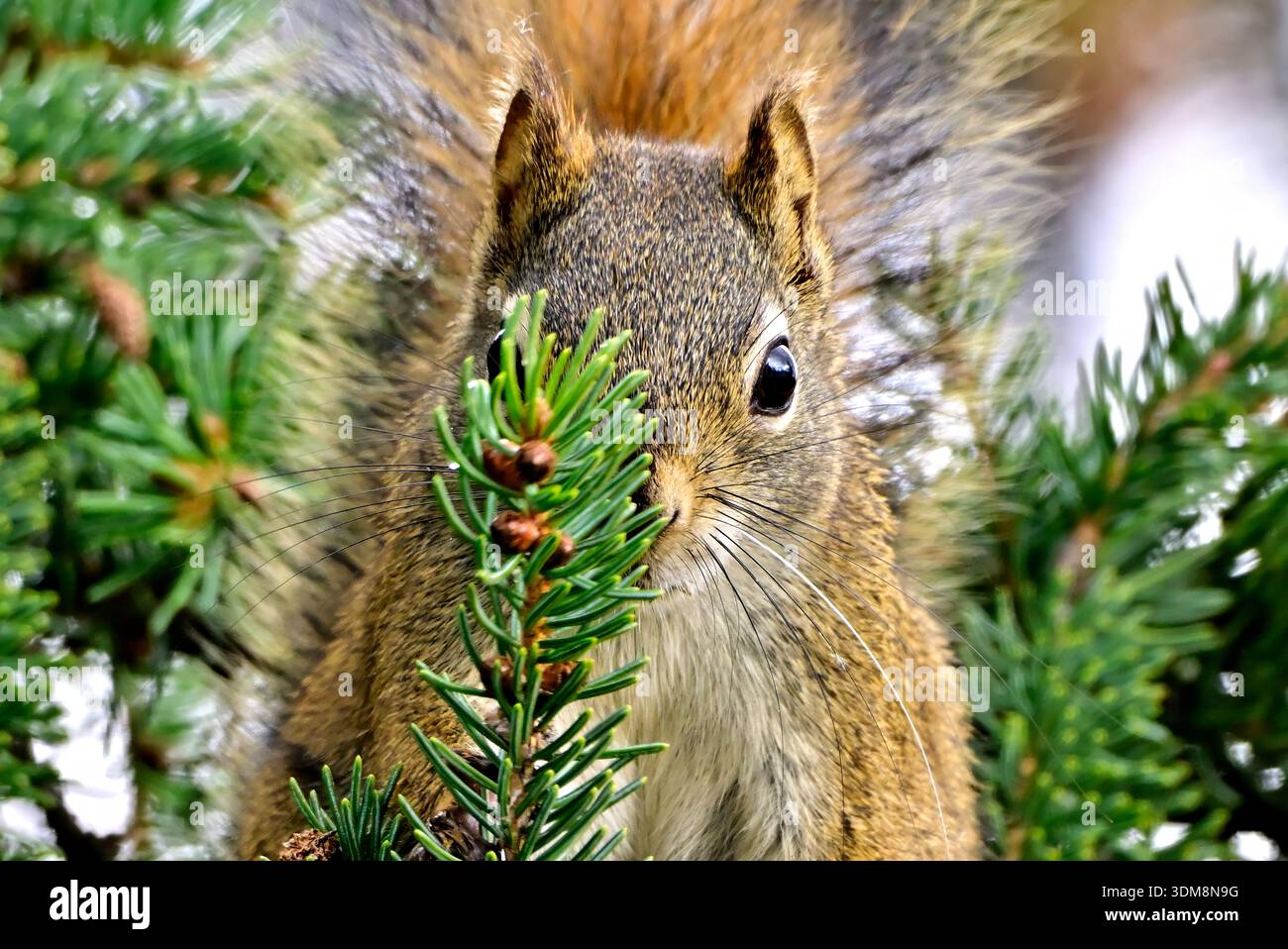 Fotografare la fauna selvatica al meglio con questa immagine di questo simpatico scoiattolo che sbircia da dietro un ramo di abete rosso Foto Stock