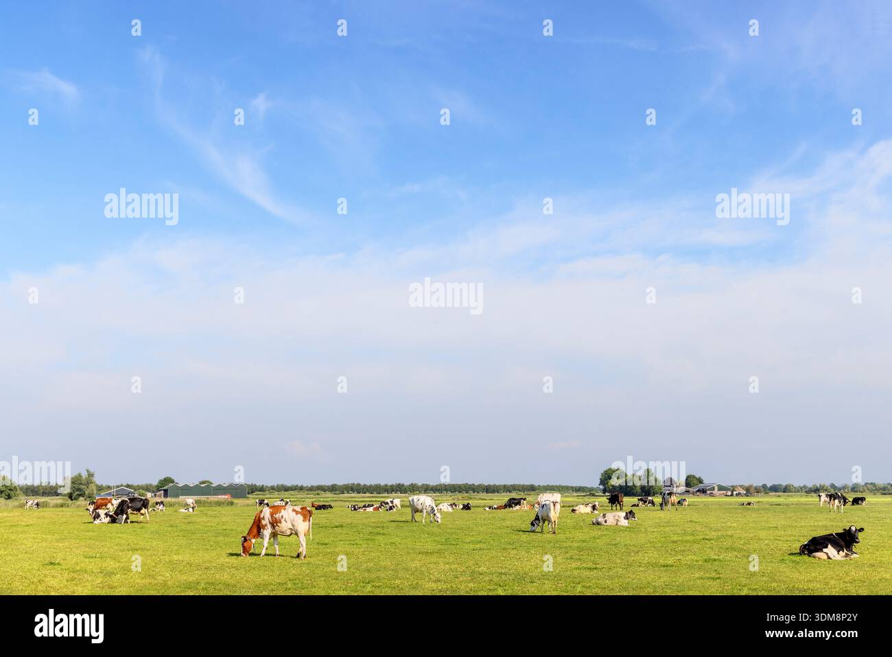 Mucche che pascolano nel paesaggio del campo, tranquille e felici, un gruppo di pascoli olandesi di terra pianeggiante con un cielo blu Foto Stock