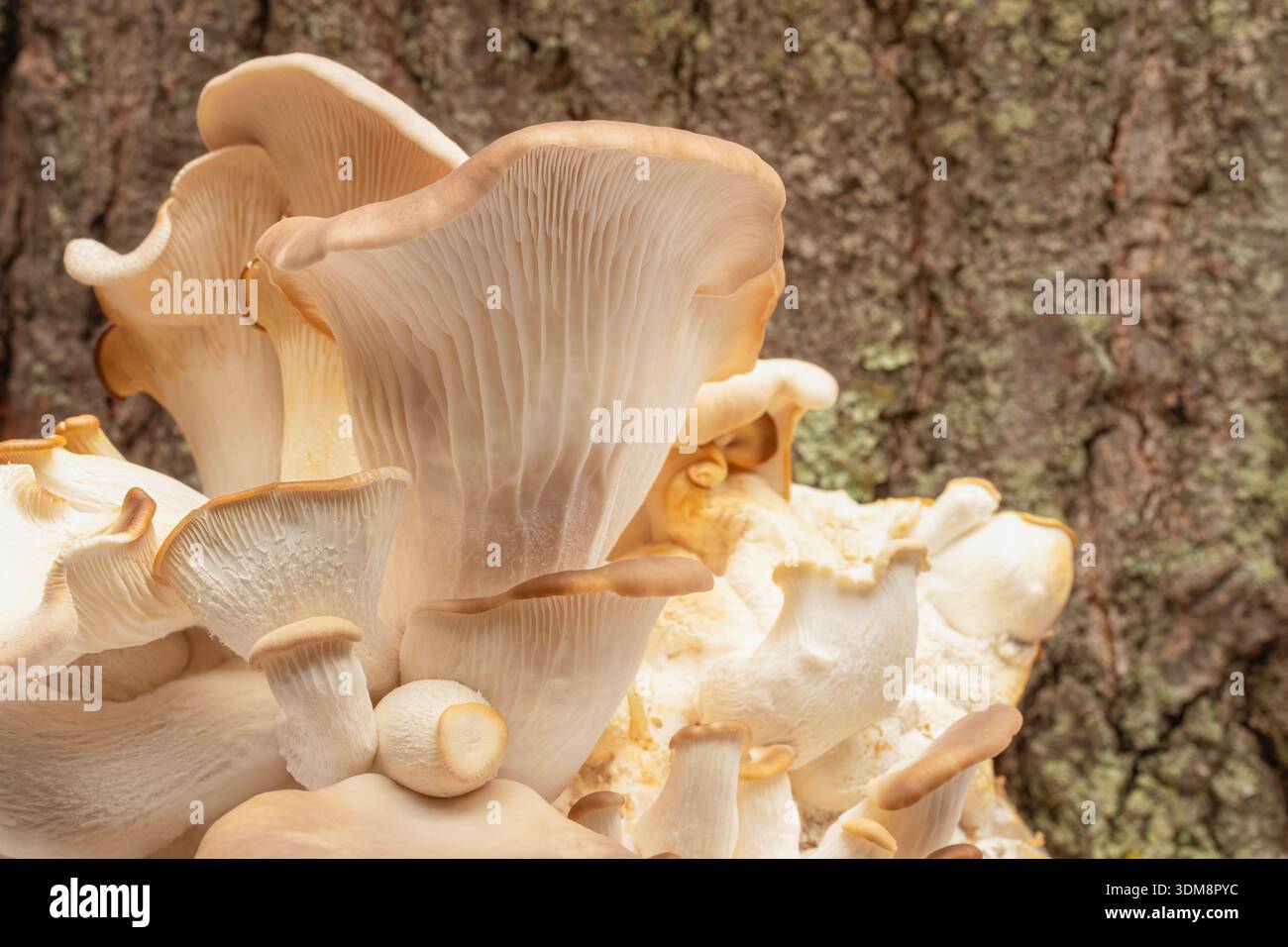 Foraggio per funghi ostrici Foto Stock