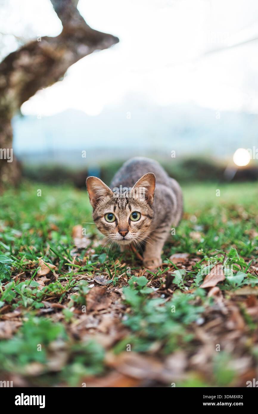 Gatto da tabby domestico che vive in giardino all'aperto circondato da vegetazione naturale Foto Stock