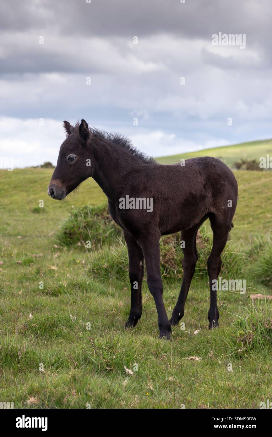 Puledro di pony selvaggio a Bodmin Moor, Cornovaglia, Regno Unito Foto Stock