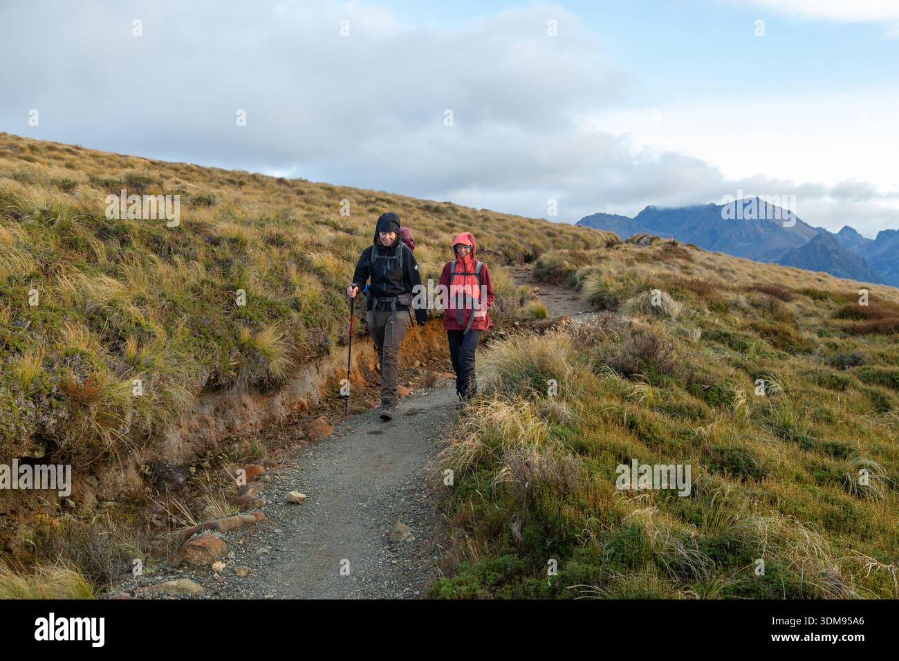 Backpackers che camminano lungo il Kepler Track su una passerella di legno attraverso il tussock alpino vicino alla Luxmore Hut, te Anau, South Island, nuova Zelanda Foto Stock