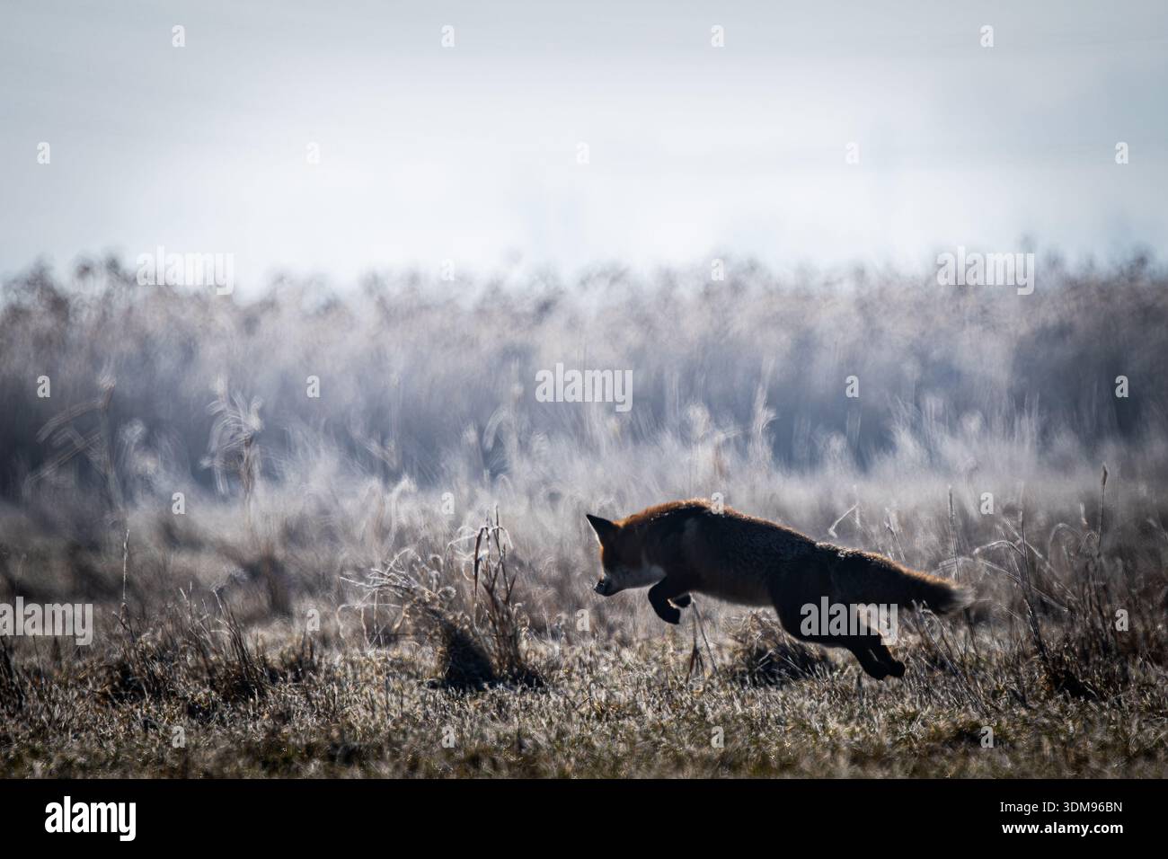 Volpe rossa che salta sulle sue prede, catturata in un momento di forza di comportamento di caccia naturale. La scena dinamica con l'animale selvatico (Vulpes vulpes) si confonde Foto Stock