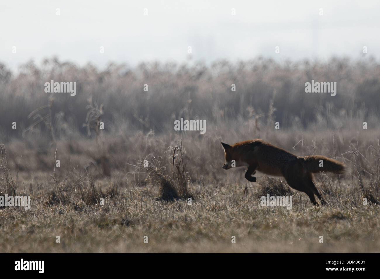 Volpe rossa che salta sulle sue prede, catturata in un momento di forza di comportamento di caccia naturale. La scena dinamica con l'animale selvatico (Vulpes vulpes) si confonde Foto Stock