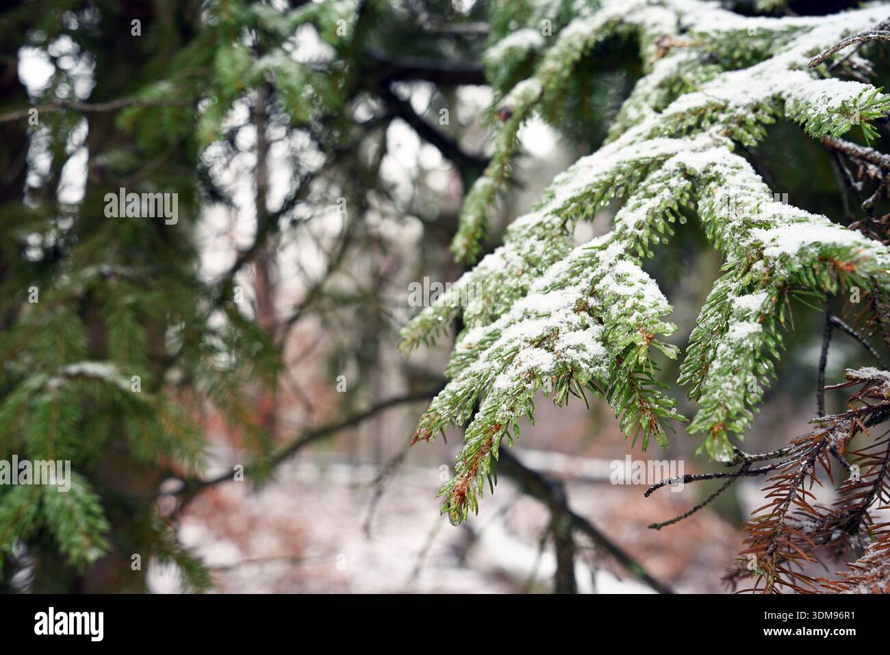 Festività invernali con un ramo sempreverde innevato. Perfetto per biglietti d'auguri natalizi e promozioni natalizie stagionali. Foto Stock