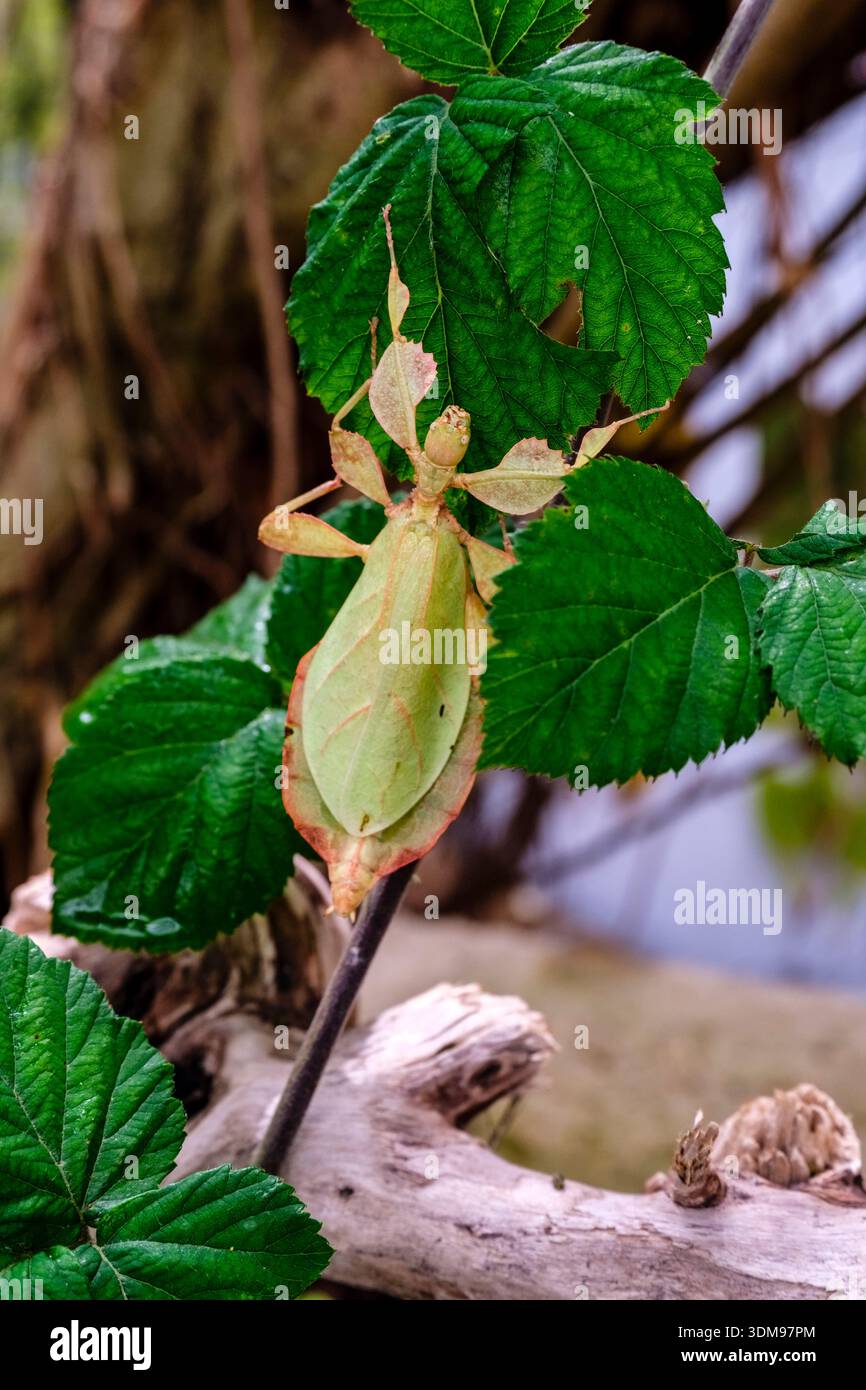 Insetto di foglie su un ramo in Casa delle Farfalle. Foto Stock