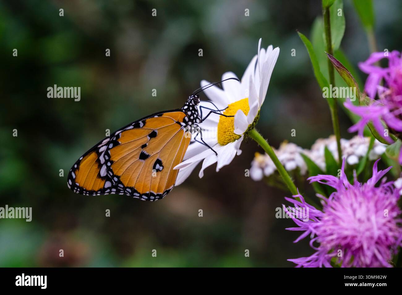 La semplice farfalla di tigre poggia su un gruppo di piccoli fiori rosa e bianchi alla Casa delle Farfalle, mostrando i suoi motivi di ali arancioni e neri. Foto Stock
