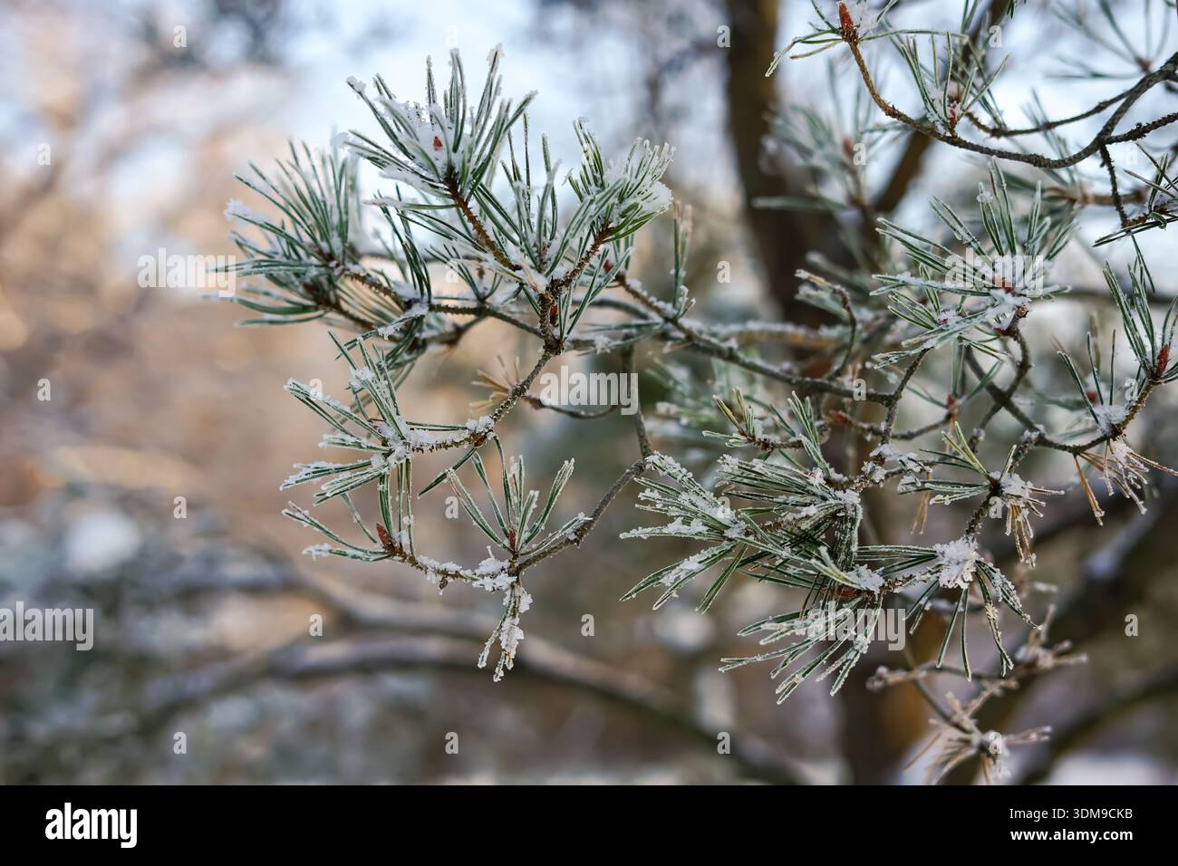 Aghi di pino smerigliati su un ramo invernale Foto Stock