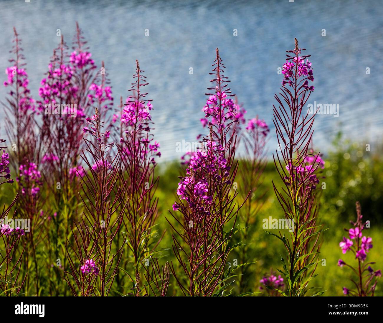Fireweed, Chamaenerion angustifolium, alla luce del sole estivo diurno vicino a un lago a Drangedal, Telemark fylke, Norvegia. Foto Stock