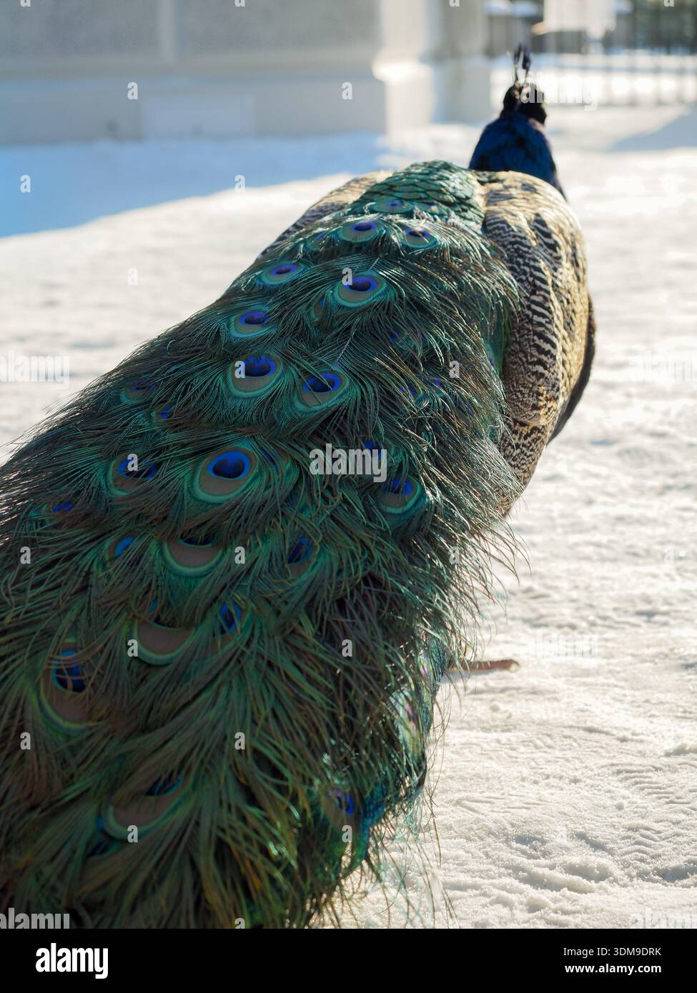 Primo piano di Peacock Feather Pattern in Snow, Exotic Bird in Urban Park Foto Stock