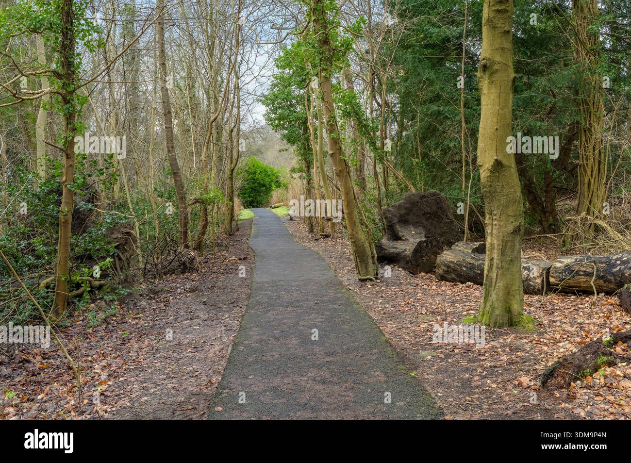 Un percorso vuoto attraverso il bosco, Regno Unito Foto Stock