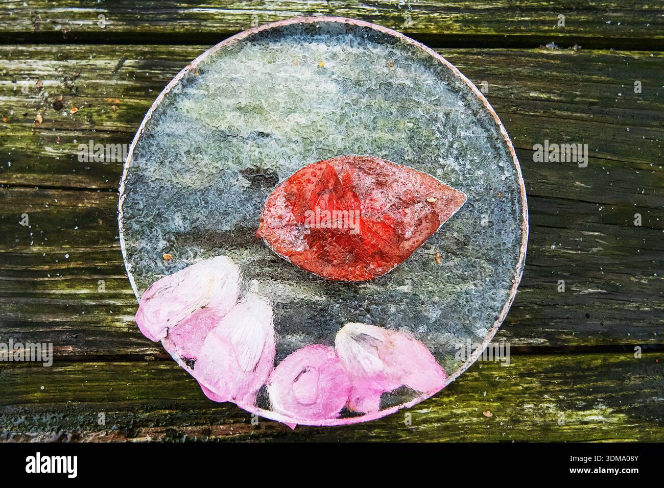 Disco ghiacciato congelato con foglia e petali di rosa Foto Stock