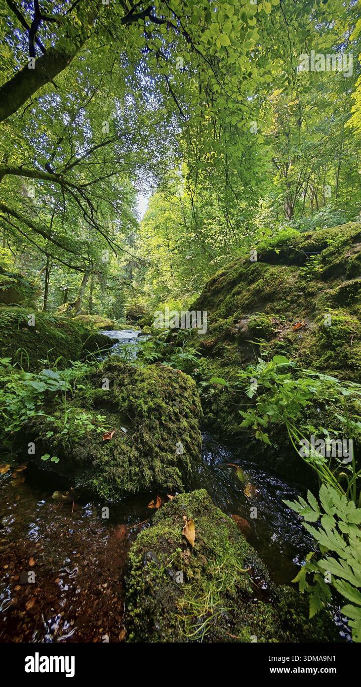 Una tranquilla foresta con pietre coperte di muschio e un piccolo ruscello sotto un baldacchino verde di foglie, la Sassonia Foto Stock
