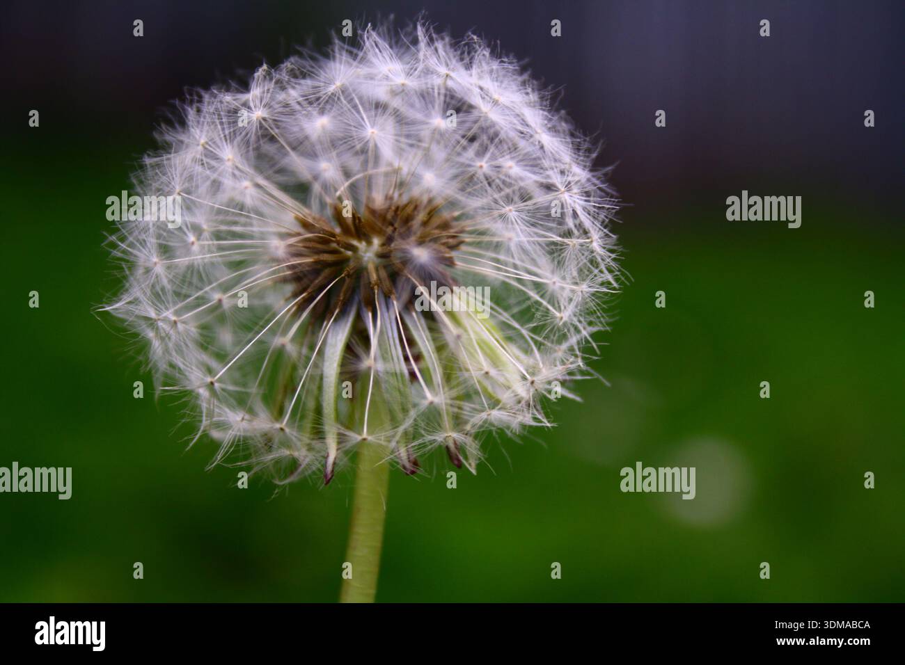 Un dente di leone semina Foto Stock