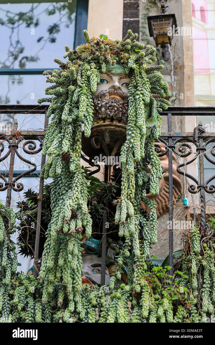 Sedum morganianum, la coda di asino o la coda di burro, che cresce in un vaso di testa di un uomo sul balcone di una casa a Taormina, Sicilia, Italia, Europa Foto Stock