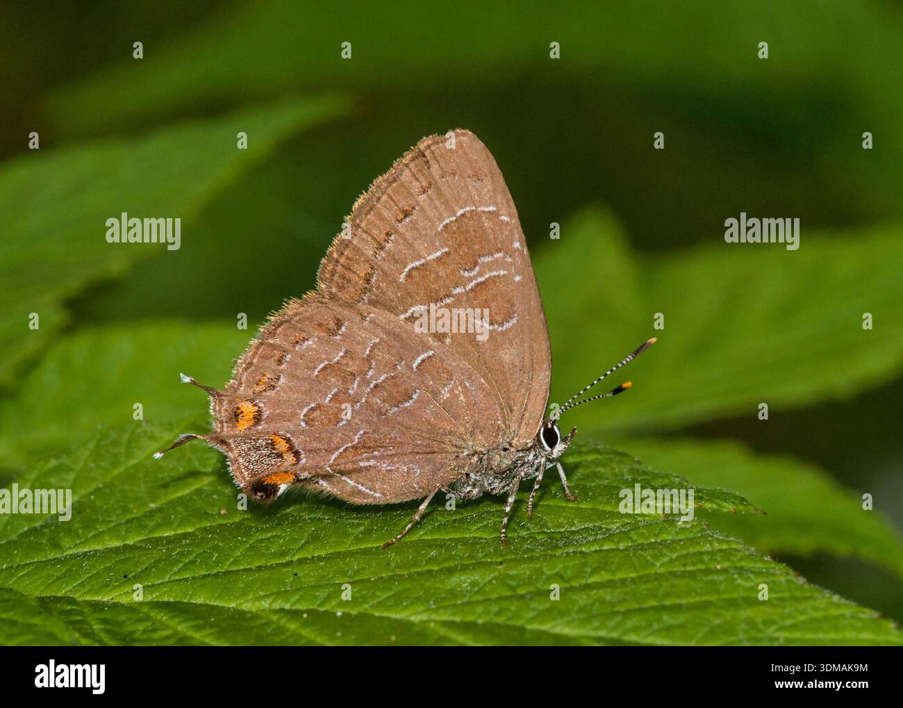 Hairstreak a righe (Satyrium liparops) che riposa su foglie ai margini della foresta nella contea di Racine, Wisconsin. Foto Stock