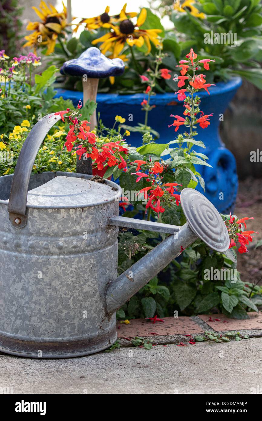 Resistente alla ruggine bomboletta per innaffiare in metallo galvanizzato rustico con rosa rimovibile. E salvia rossa ( Salvia coccinea ) crescere in un giardino della California Foto Stock