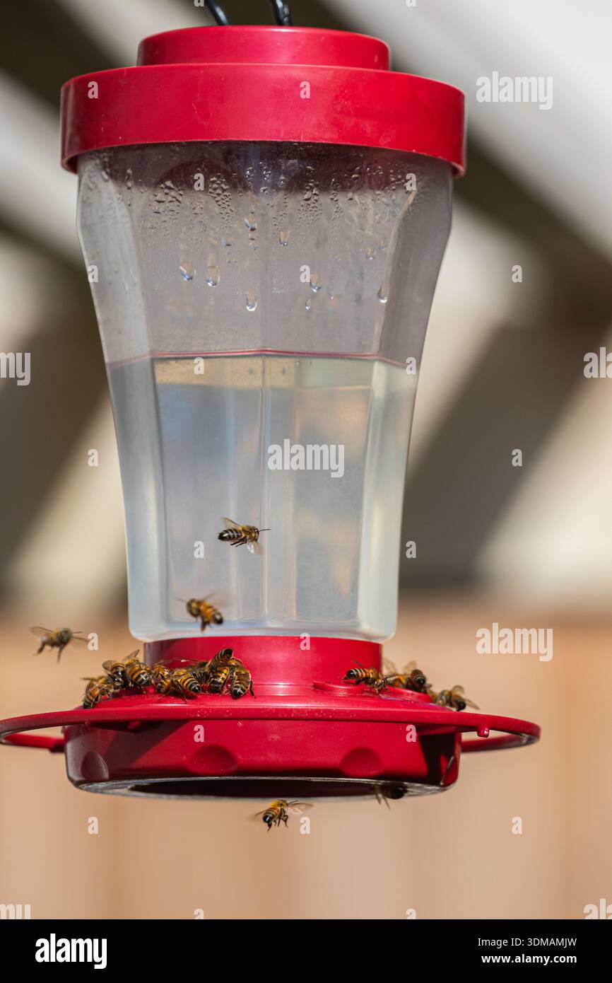 Api che si nutrono di una miscela di nettare di zucchero e acqua da un mangime di colibrì . In un cortile della California meridionale. Foto Stock