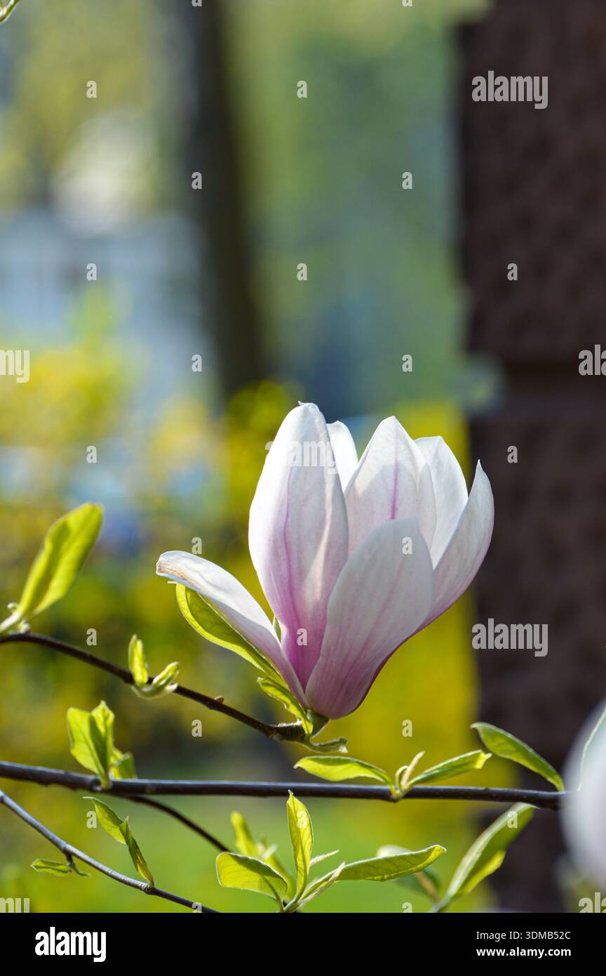 Primo piano di un fiore di magnolia rosa in fiore in primavera. Petali delicati, luce naturale e sfondo bokeh dai colori tenui. Concetto di natura floreale, beaut Foto Stock