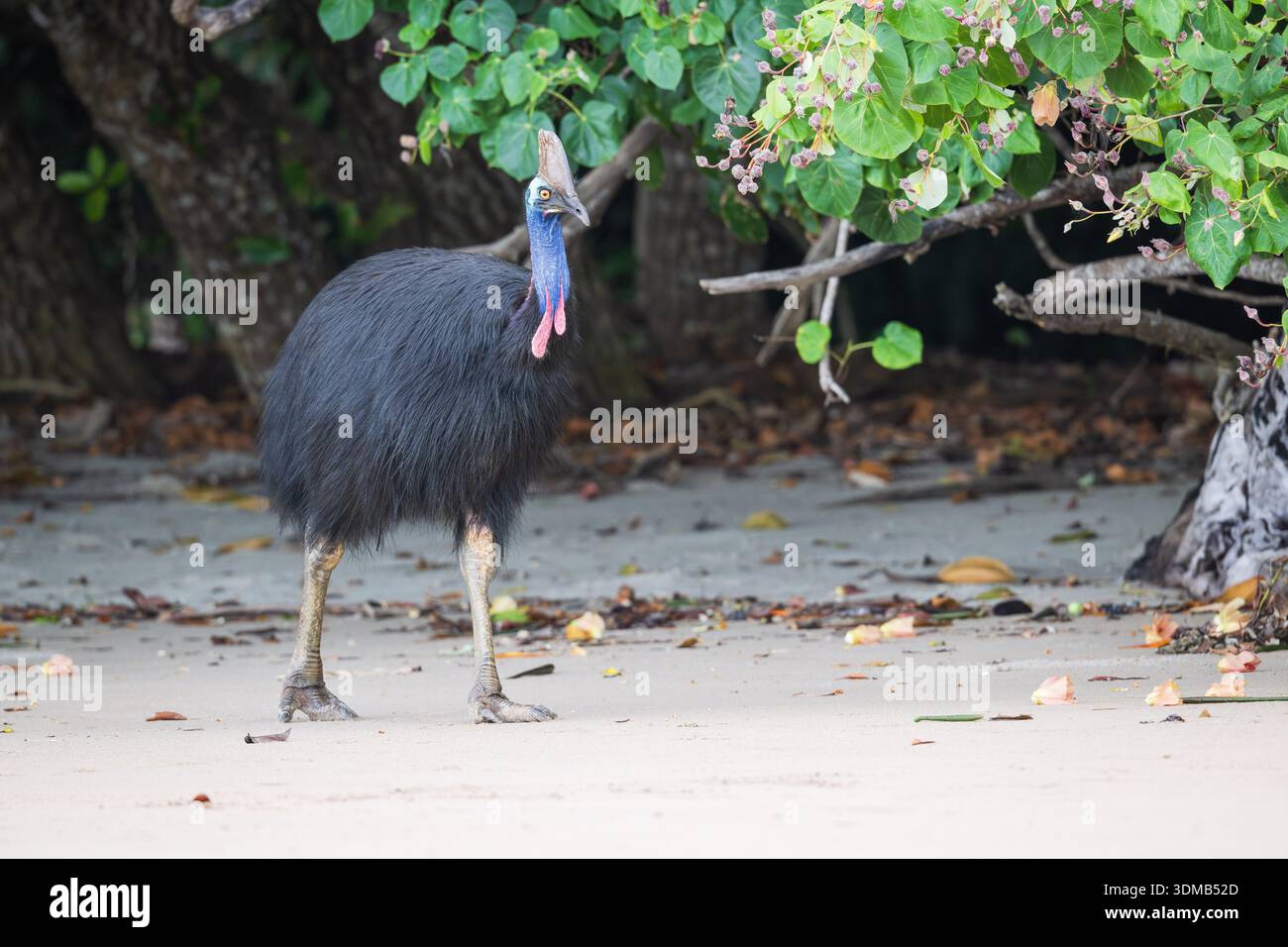 Un grande cassowary meridionale si muove tranquillamente in avanti scansionando la spiaggia di sabbia bianca mentre si allena per avere frutti e semi nel tardo pomeriggio sulla spiaggia. Foto Stock