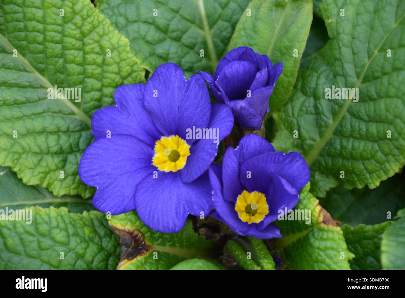 Primrose viola e gialla Foto Stock