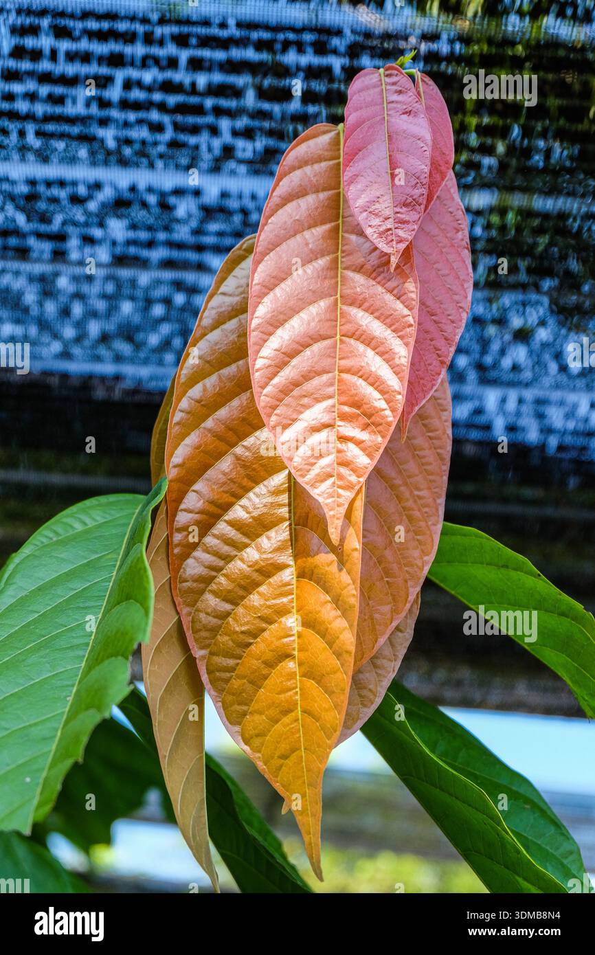 Colori diversi di foglie di cacao Foto Stock