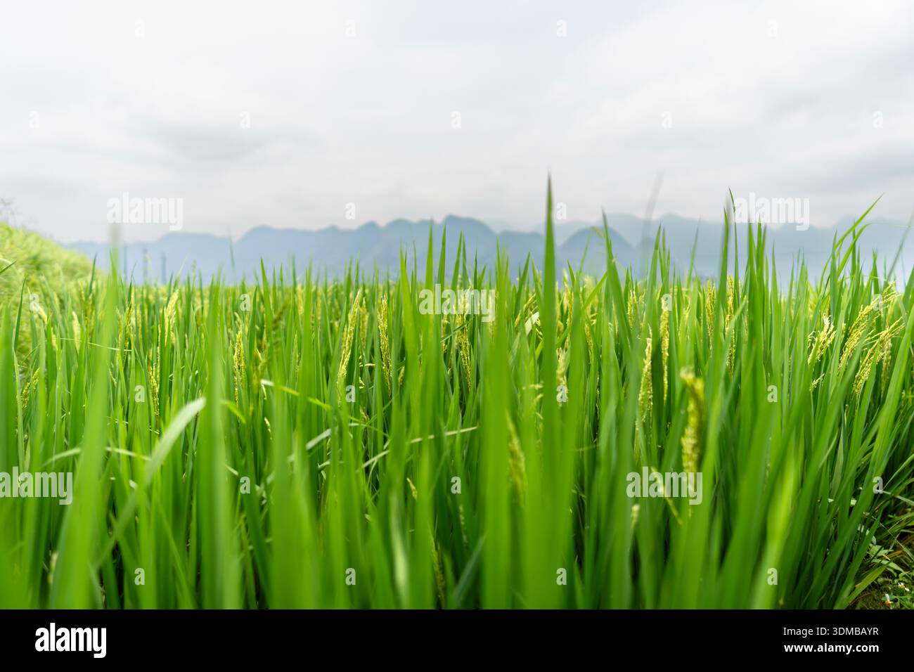 Green Rice Field Close Up Mountains Soft Focus Rural Landscape Foto Stock
