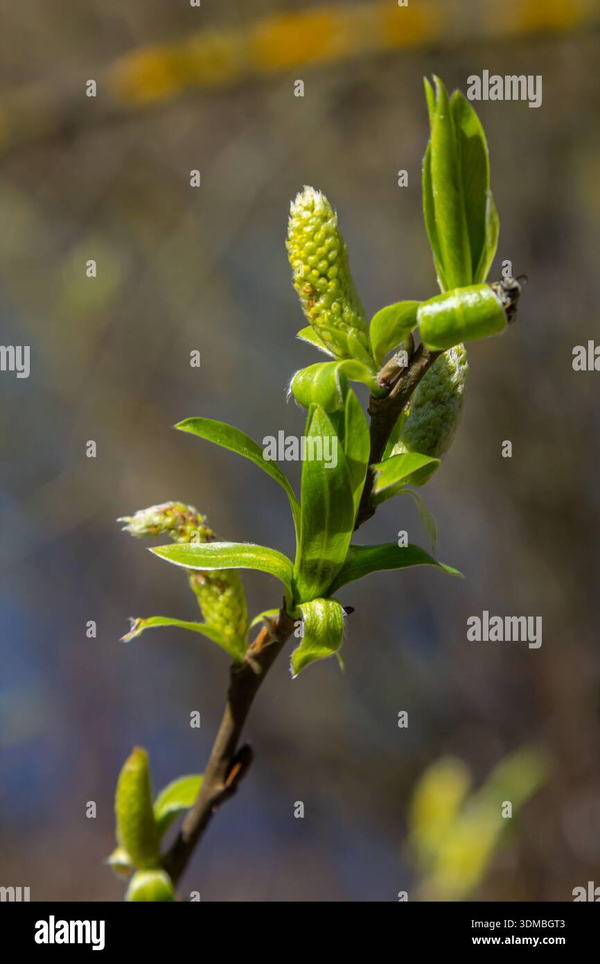 I rami di Willow presentano delicati fiori verdi e foglie in erba che celebrano l'arrivo della primavera con rinnovata vitalità e speranza. Foto Stock